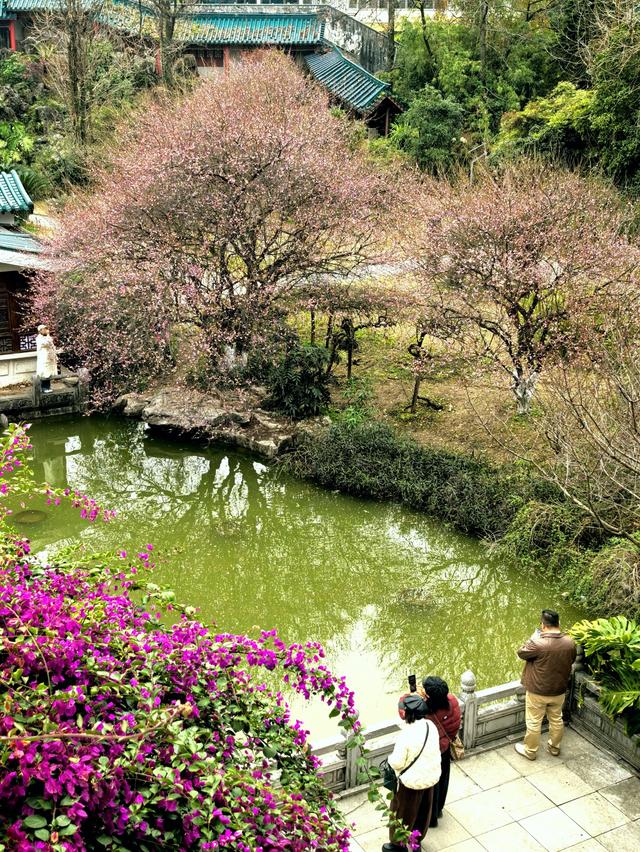 桂林的“限定浪漫”已上线！满城梅花绽放，花期持续至春节！