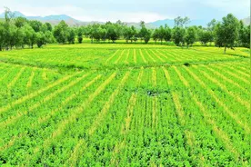 【新时代 新征程 新伟业 高质量发展调研行】一粒油菜种 万亩“油”飘香 ——“强三农 促振兴”系列报道之四图片