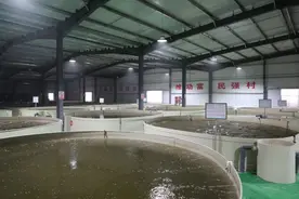 15个桶产出8万斤鲈鱼，每桶鲈鱼利润3万元！这地“桶”里养鱼迎来“首桶金”！图片