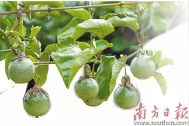 香甜产业成致富“新秀”图片