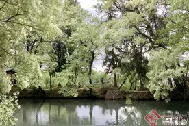 剑川桑岭：流苏花放四月天图片