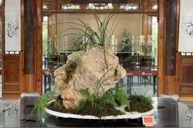 上海植物园寒兰展明起开幕，展出寒兰精品50多个图片