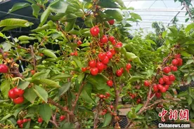 西藏海拔4400多米康马县车厘子丰收图片