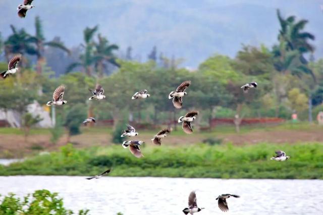 7000㎡粉黛花海+ “粉色童话世界”！深圳秋天必打卡→