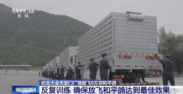 90秒放飞8万羽和平鸽 支持浪漫一幕的是背后的“硬核科技”