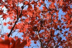 江西大余：冬日“枫”景别样红图片