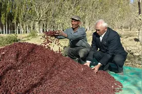 新疆且末有机枣业何以实现从“传统”到“提质增效”华丽转身？图片