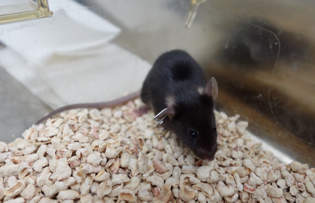 新华社邀你为“太空小鼠”取名啦