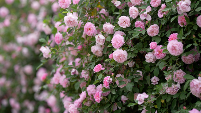 遇见西充，更遇见你！《慕・遇西充》公众号正式上线