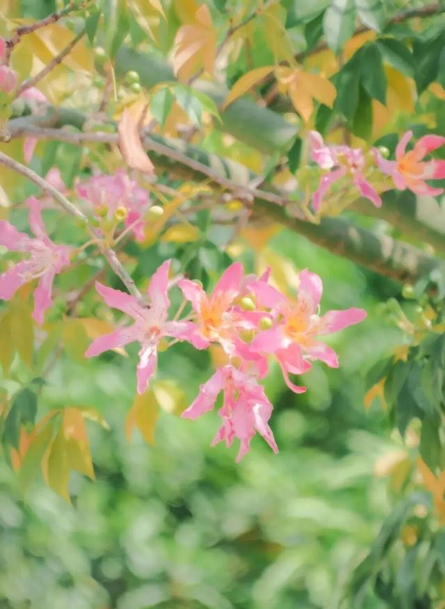 闽侯异木棉全盛登场！是谁的大学这么浪漫呀？