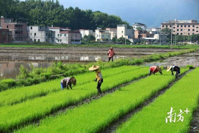 文化中国行·处暑 | 炎夏收梢凉风起，秋实累累压枝低