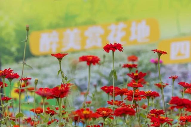 街头大量出现！常州人都已经捡上了