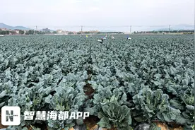 首次！“泉州产”西兰花走出“国门”图片