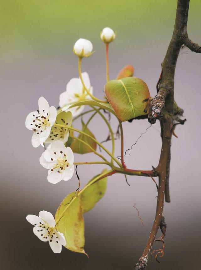 巢湖市一公园梨花“反季”开放 专家：气温异常催花发