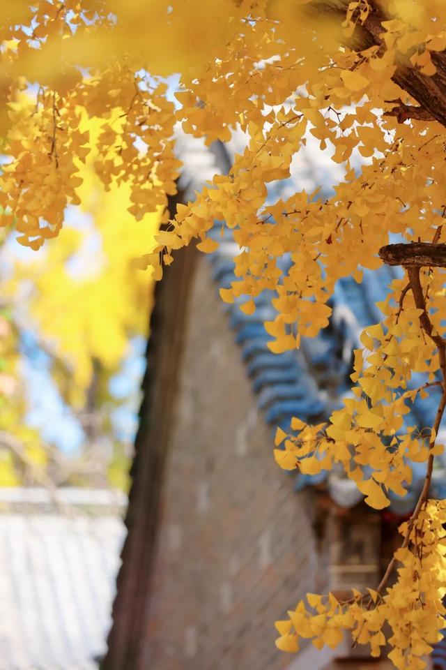 千年莒县银杏树！这一眼惊艳时光，高清大图超治愈