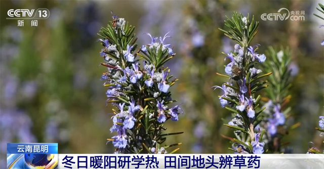 室内游升温、研学游正当时 文旅“热”让“冬日经济”多点开花、活力迸发