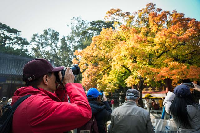 当香山红叶节邂逅重阳节，三条“银发路线”暖心上线