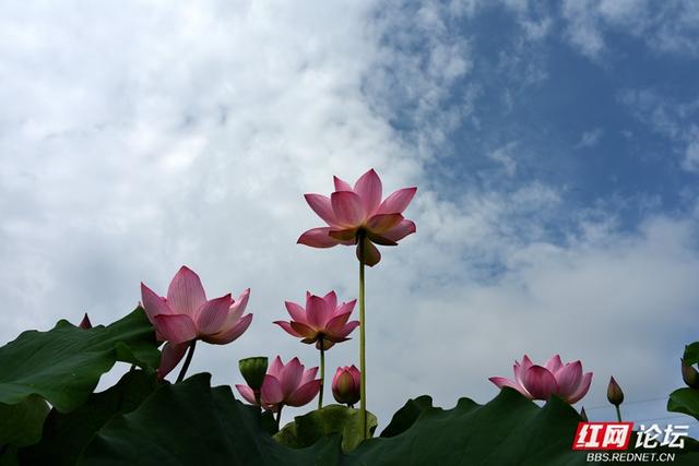 高清湖南丨荷香满村，山水为邻，走进汨罗这个静谧的村落