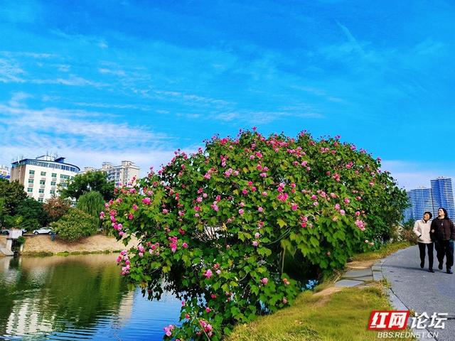 岁暖时刻丨在常德的初冬里，邂逅一场与“拒霜花”的温暖相遇