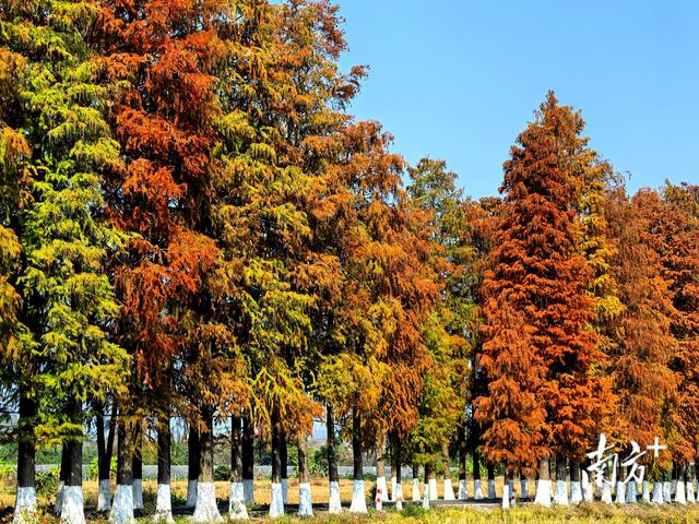 这条始兴冬日风景路，值得专程去一趟