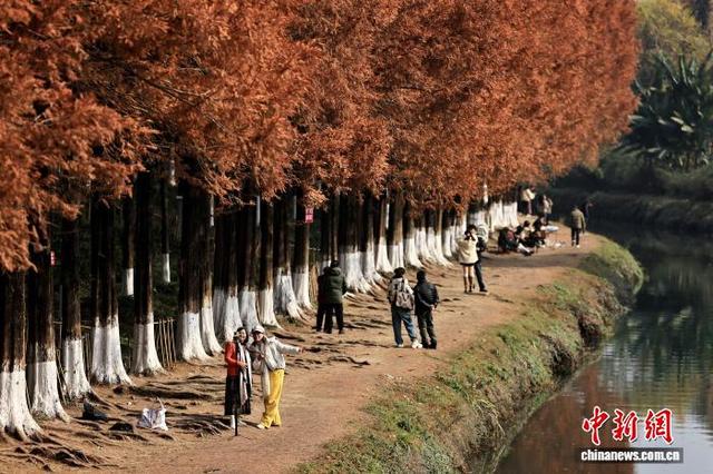 成都升仙湖公园水杉林染“红妆”引游人