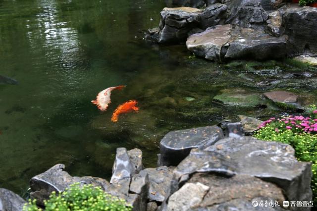 雨中趵突泉，美得让人醉