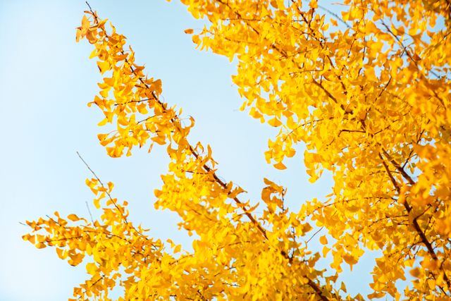 金灿灿！宜都限定美景上线！