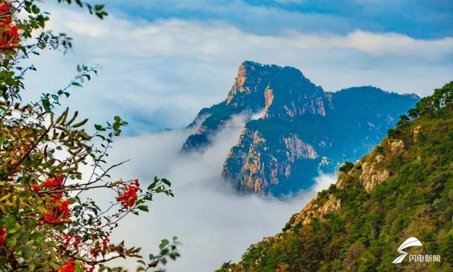 组图丨秋日登高 看泰山花楸染红岱顶