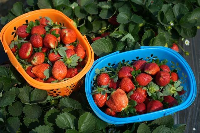 大寒游清城：红杉、花海、甜果，品尽冬日三味