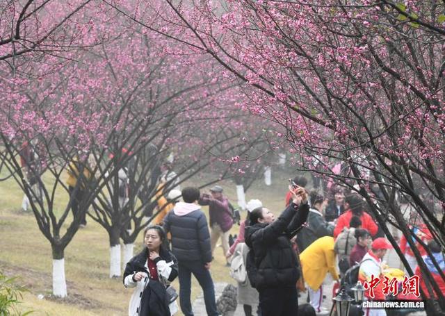 重庆：红梅绽放引客来 暗香浮动惹人醉