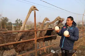 河南邓州：鸵鸟“驮”来好产业图片