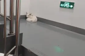 杭州闹市小区里惊现白狐，消防员抓它时还被咬了一口图片