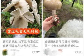 青龙湖采鸡枞菌，到底行不行？图片