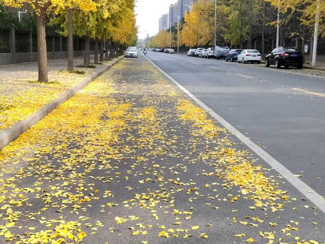 我们的城市叫郑州｜落叶缓扫拉长秋韵保质期