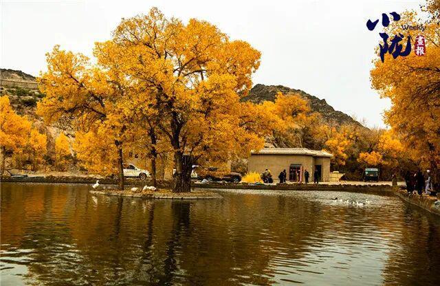 酒泉阿克塞多坝沟胡杨峡　隐藏着大西北的极致秋色