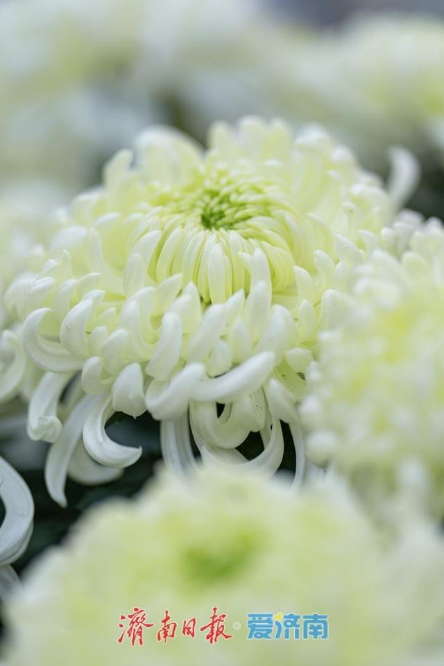 一年四季 泉在济南丨济南趵突泉菊展：初冬时节菊花争艳 满园锦绣引客来