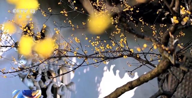 嗅梅香、赏梅韵 “梅”好时光激活周末经济