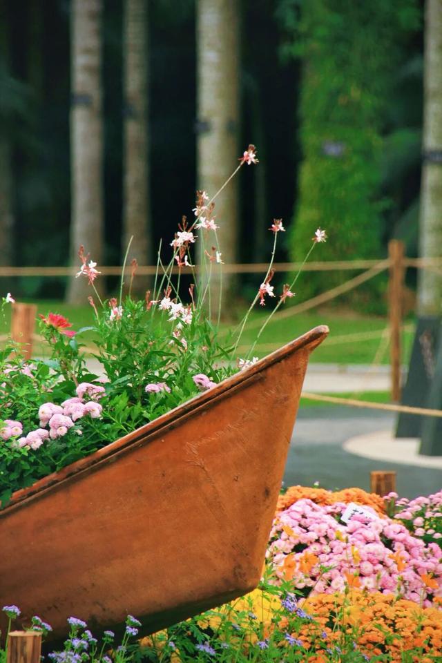 行摄 | 美爆了！秋日花海，限时上映