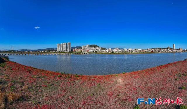 快来打卡！福州惊现“红海”奇观