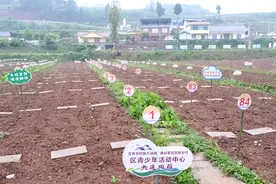 好吃又好看，菜园变公园——重庆市潼南区的农旅融合新探索图片