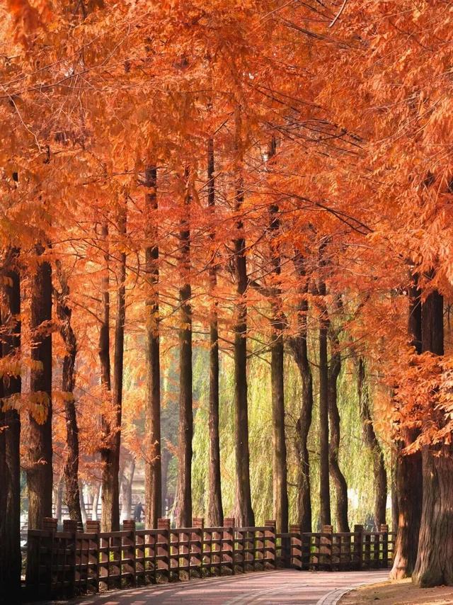 别错过，成都公园里的绝美冬景！