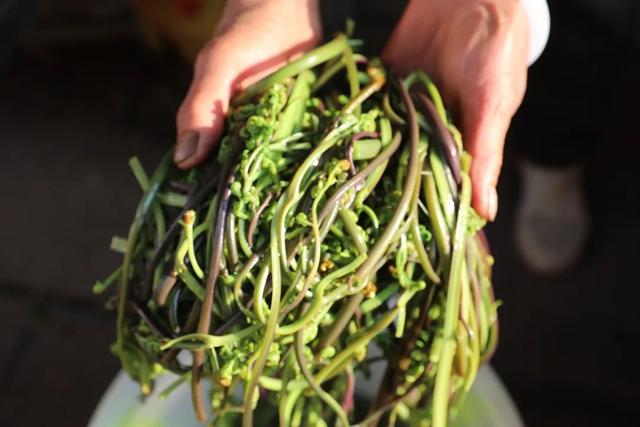 罗平“春味”正鲜，错过再等一年