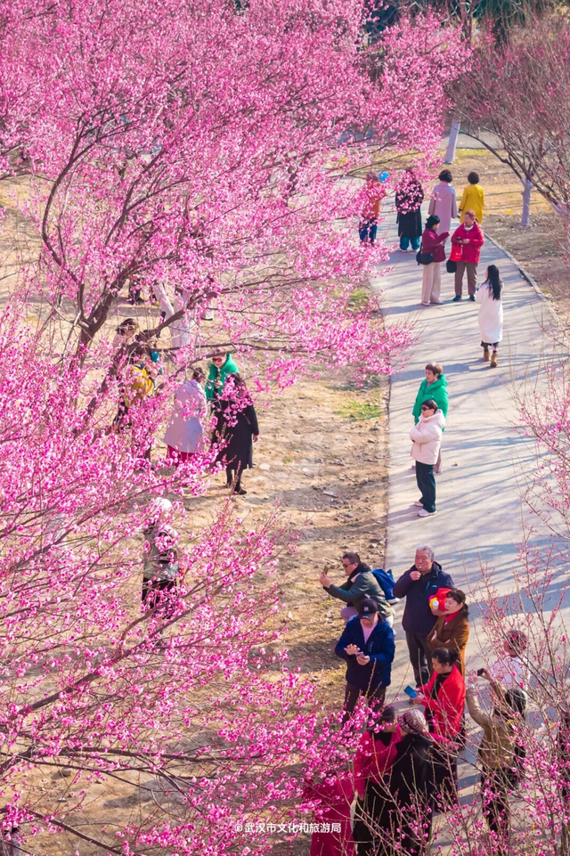 人气王，“梅花坡”热力持续增长！