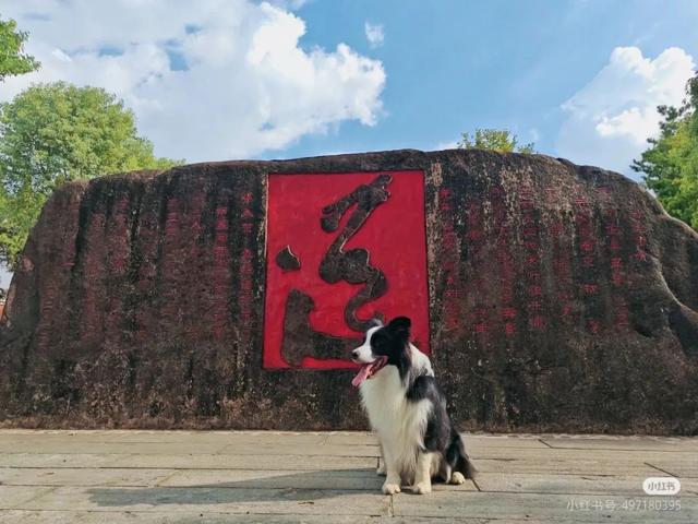 滑板耶耶帅气出街，打卡道家仙山！龙虎山宠物友好景区实锤了，快带上毛孩子来畅玩仙境福地！