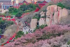 泰山岱顶 海棠绽放图片