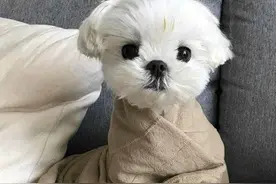 这些长不大的狗狗，永远都是主人的小可爱，你家的狗狗在里面吗？图片
