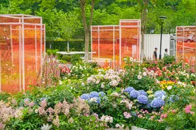 武汉2025年世界花园大会即将开放游览，实探：樱花5月限定返场，还可免费采摘果蔬图片