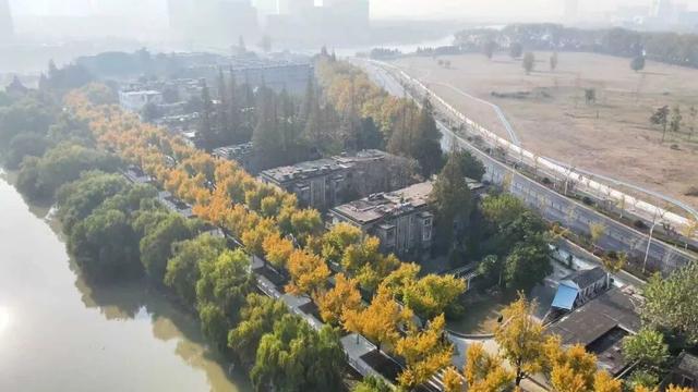 错过等一年！扬州这些银杏观赏点位已进入最佳观赏期→