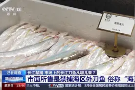长江禁捕之后，餐桌上的刀鱼从哪儿来？图片