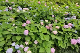 金山的“莫奈花园”，你打卡了吗？图片